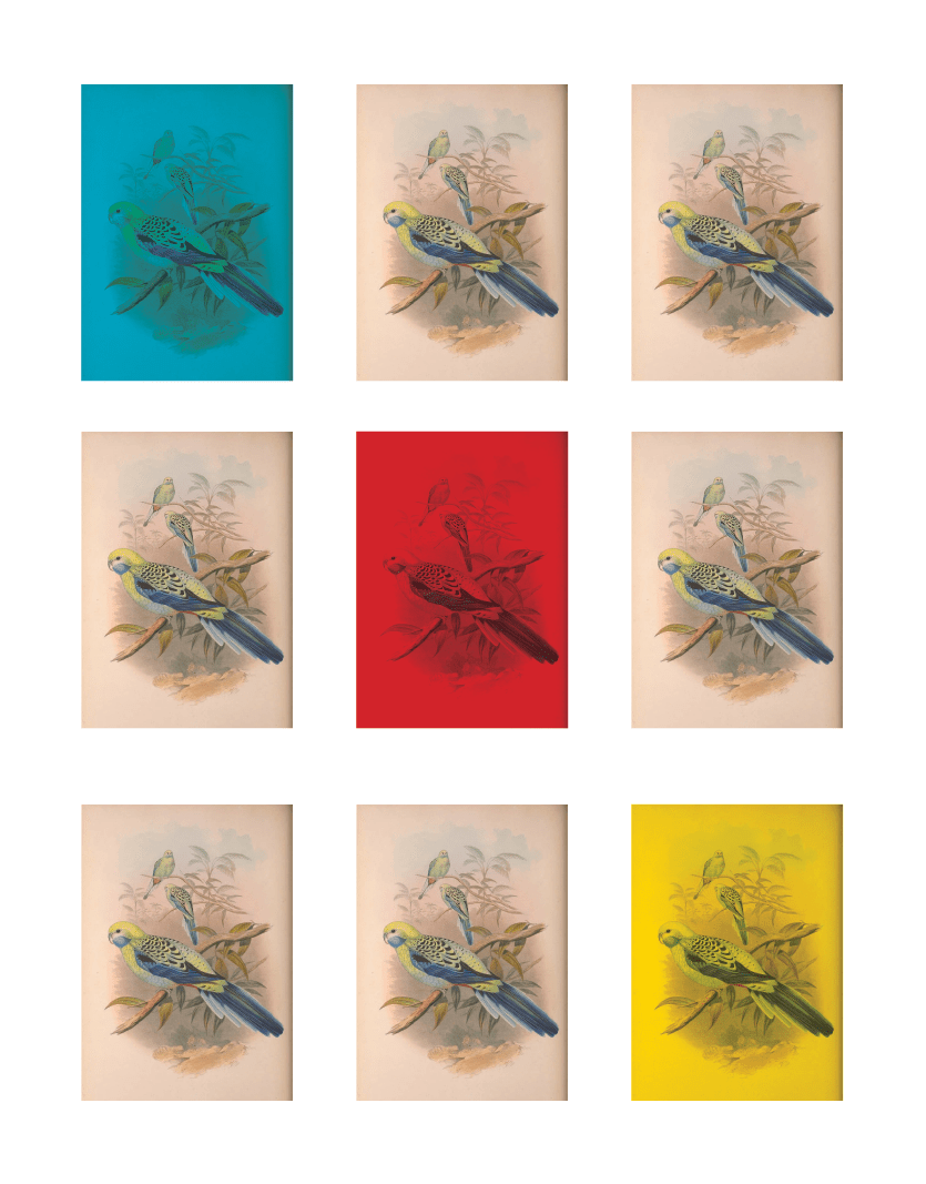 Birds of a Feather 2020 No. 1