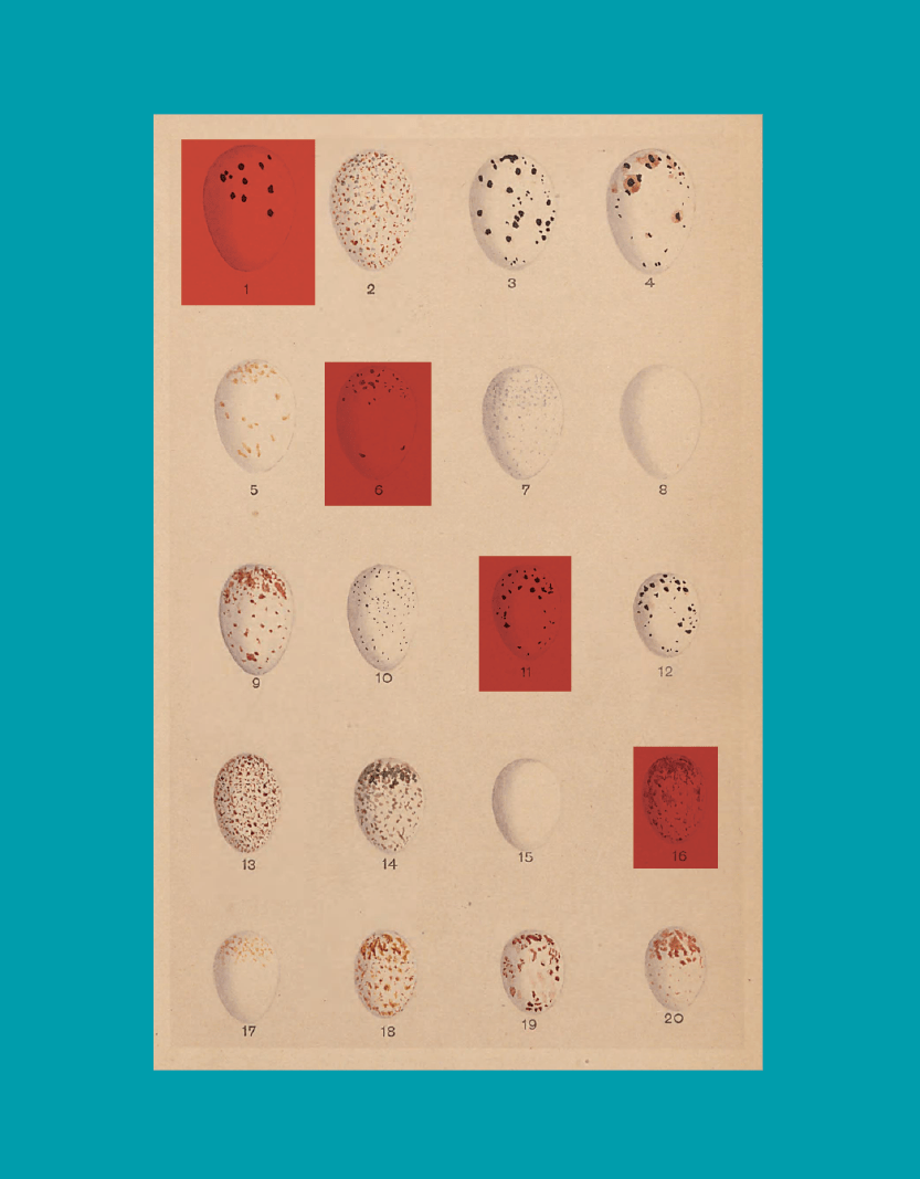 Birds of a Feather 2020 No. 2